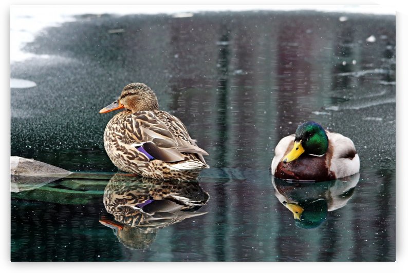 Mr And Mrs Mallard by Deb Oppermann
