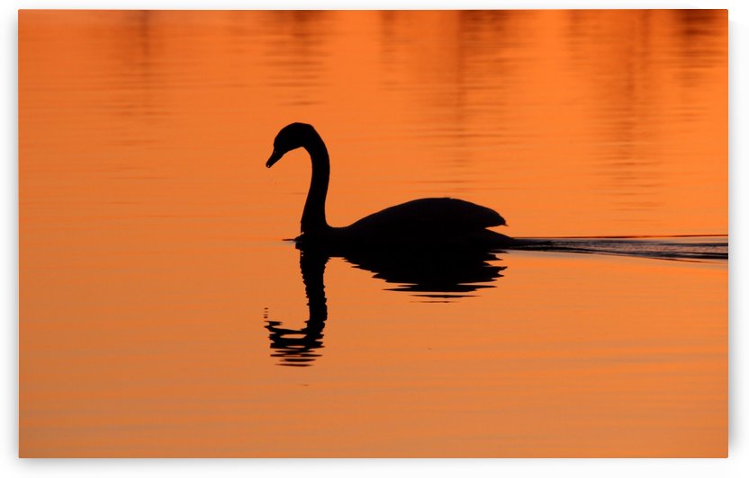 Heading Home by Deb Oppermann