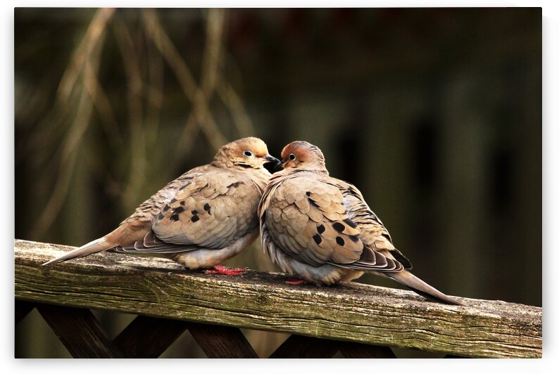 Beak To Beak by Deb Oppermann
