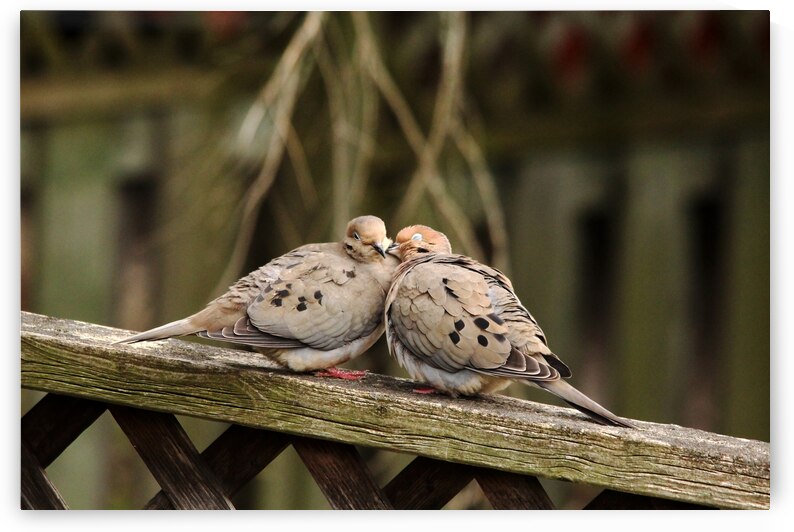 Put Your Head On  My Shoulder by Deb Oppermann
