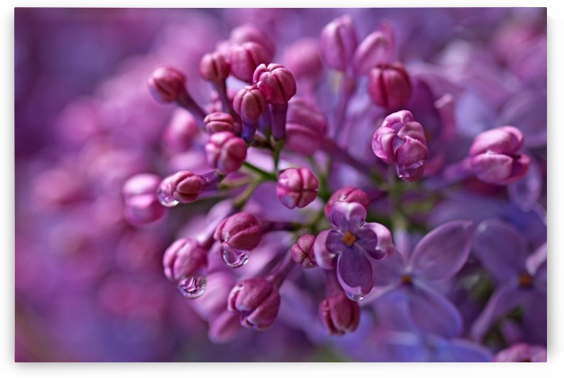 Dreamy Lilacs by Deb Oppermann