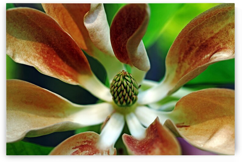 Aging Gracefully by Deb Oppermann