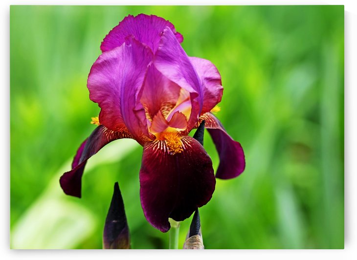 Bold And Beautiful by Deb Oppermann