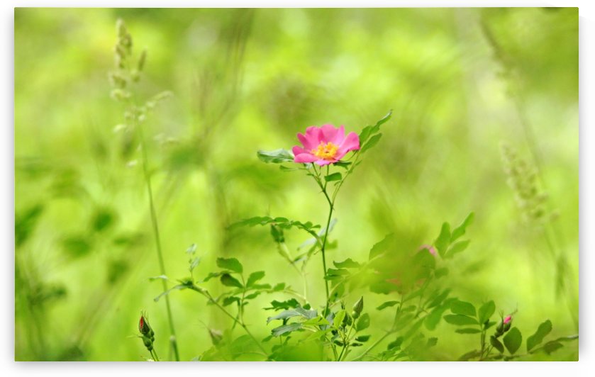 Splashes Of Pink In Field Of Green by Deb Oppermann