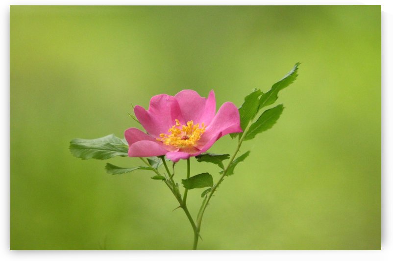 Pink Wild Rose by Deb Oppermann