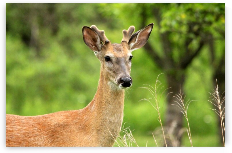 White Tailed Buck by Deb Oppermann