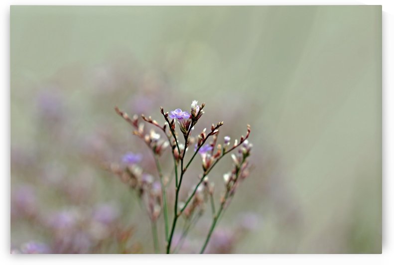 Statice by Deb Oppermann