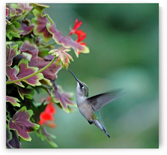 Hummingbird Loving The Orange Geranium by Deb Oppermann