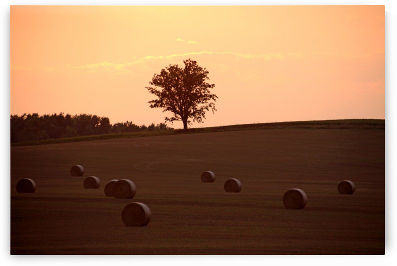Sentinel On The Hill by Deb Oppermann