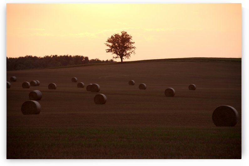 Sentinel On The Hill I by Deb Oppermann