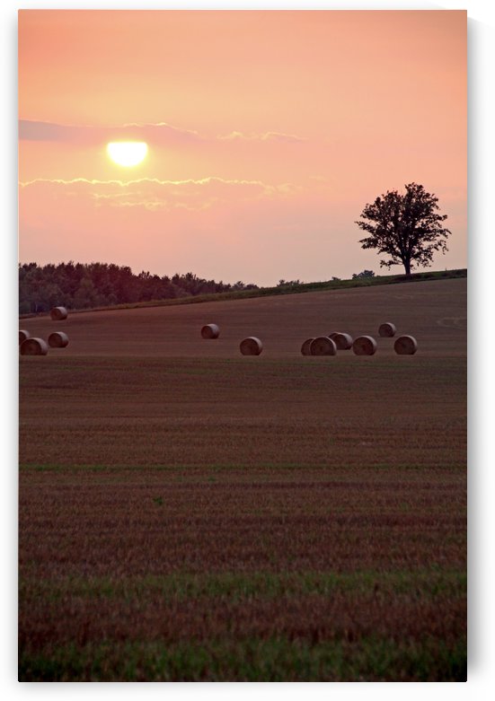 Harvest Sunset I by Deb Oppermann