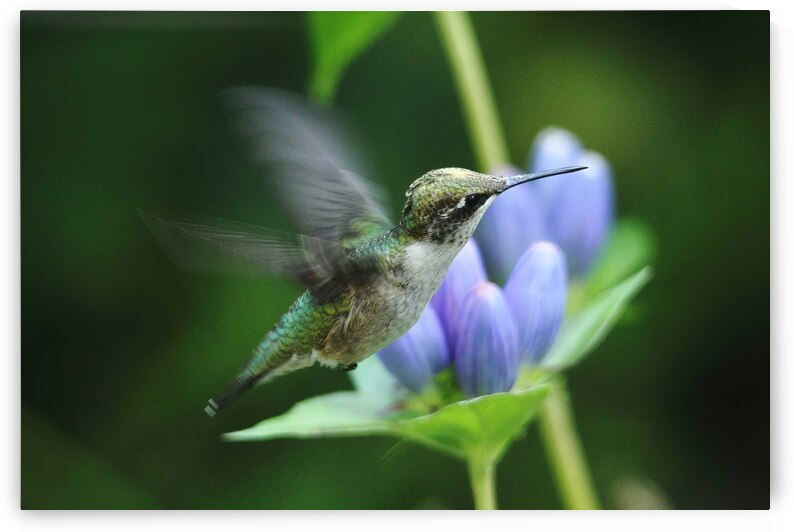 Hummingbird And Gentian Blue by Deb Oppermann