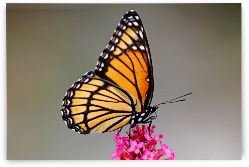 Viceroy Simple Elegance by Deb Oppermann