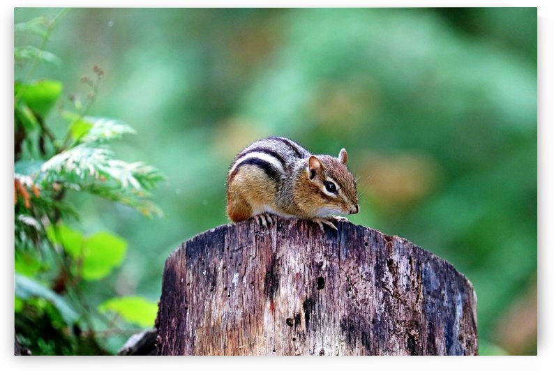 Chipmunk On Log by Deb Oppermann