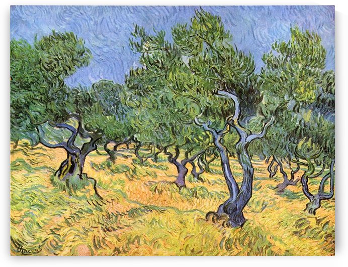 Olive Trees by Van Gogh