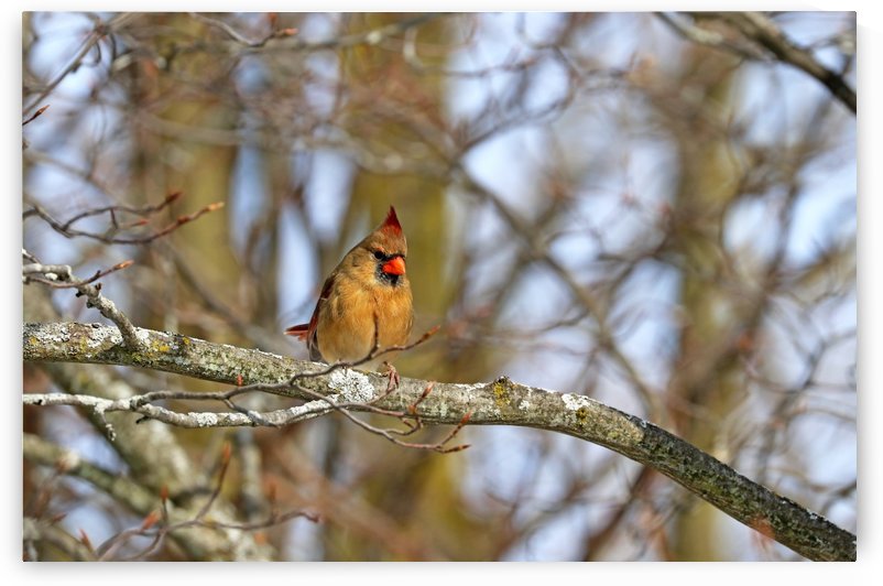 Morning Light Female Cardinal by Deb Oppermann