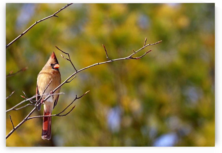 Cardinal In Morning Light by Deb Oppermann
