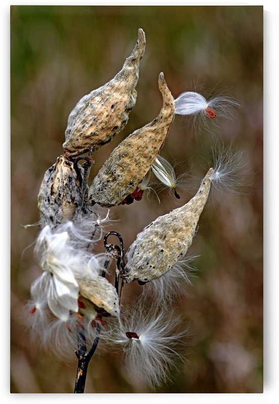 Pods by Deb Oppermann