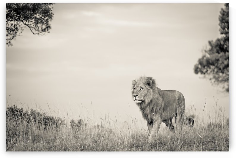 Proud King by JADUPONT PHOTO