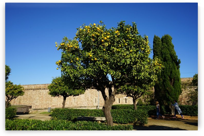 Montjuïc Orange Tree by Xisa