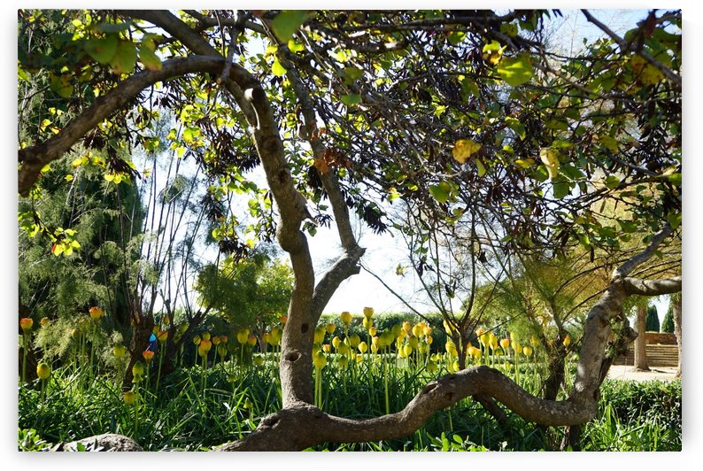 Montjuïc Garden by Xisa