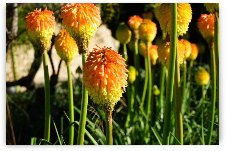 Montjuïc Flowers by Xisa