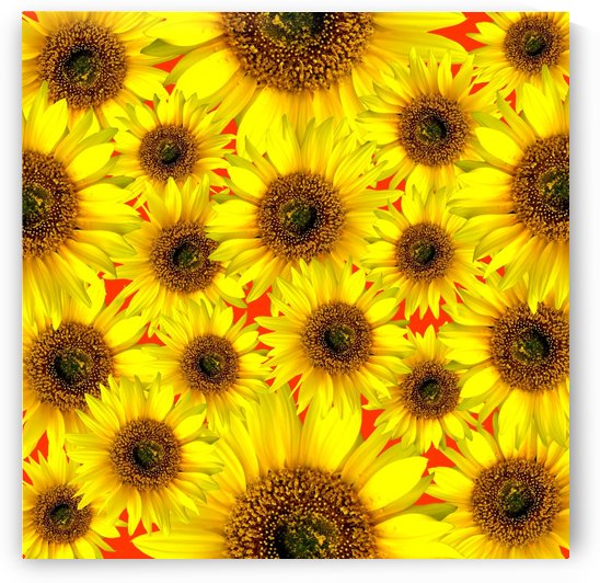 Beautiful colourful flower blossom flower background design floral home decor decoration sunflower sunflowers by fabartdesigns