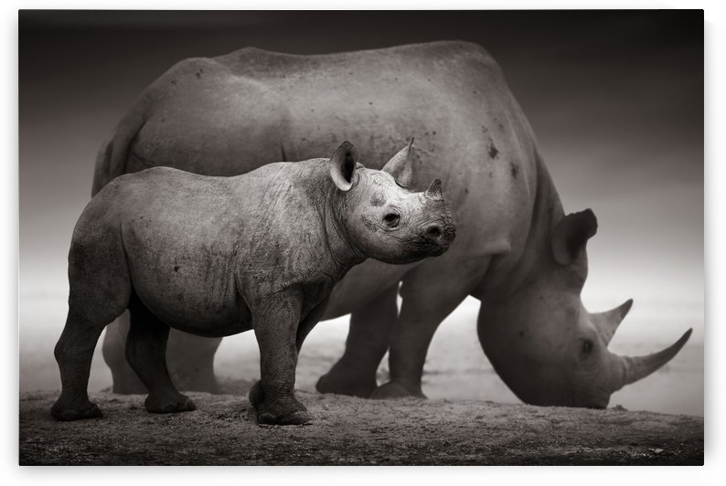 Black Rhinoceros calf by Johan Swanepoel