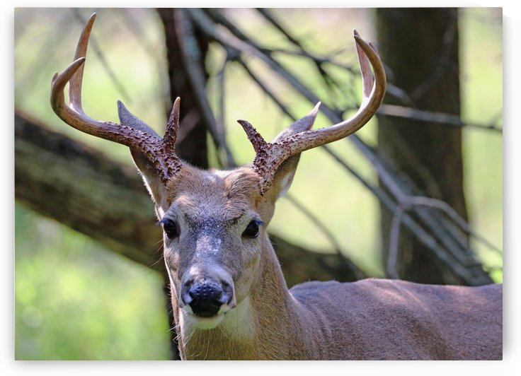 White Tailed Buck Portrait II by Deb Oppermann