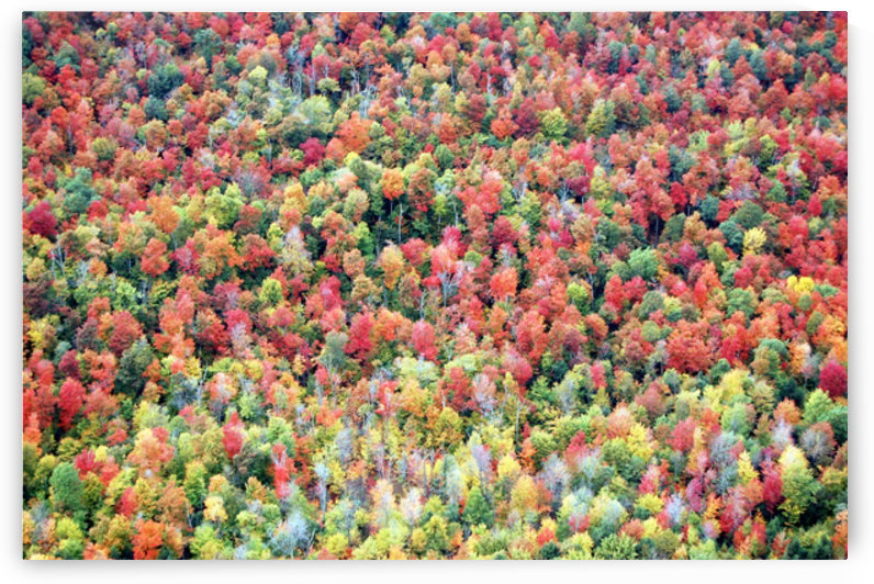 Saint-Bruno by Fabien Dormoy