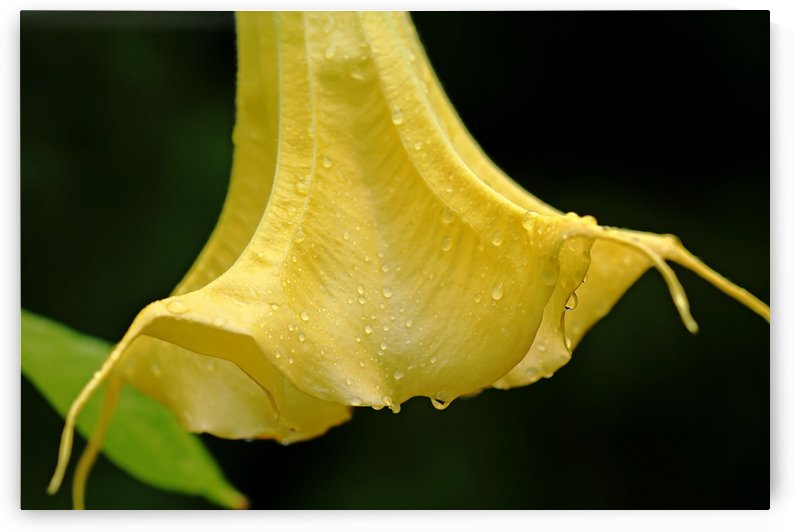 Angels Trumpet In Yellow With Raindrops by Deb Oppermann