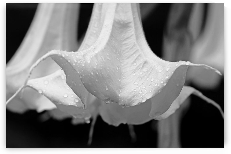 Brugmansia Black And White by Deb Oppermann