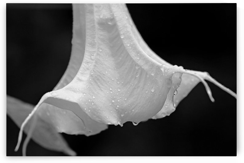 Brugmansia Black And White I by Deb Oppermann