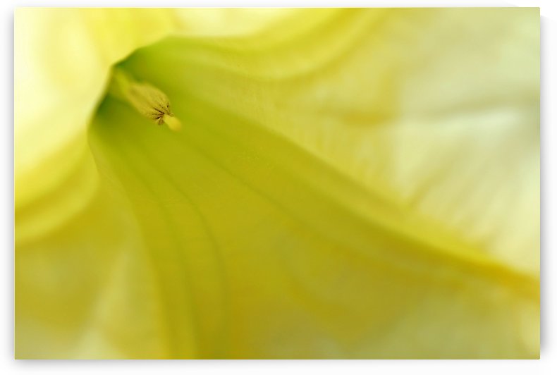 Abstract Angels Trumpet In Yellow by Deb Oppermann