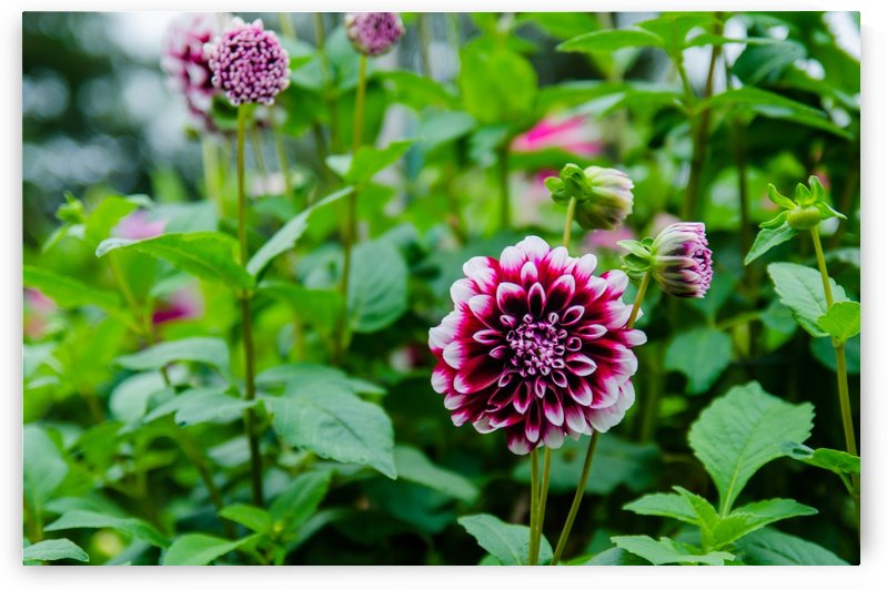 Flowers by Guillaume ANGST