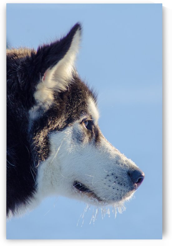 Husky by Guillaume ANGST