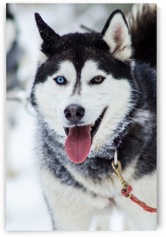 Husky by Guillaume ANGST