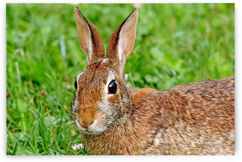 Alert Cottontail by Deb Oppermann
