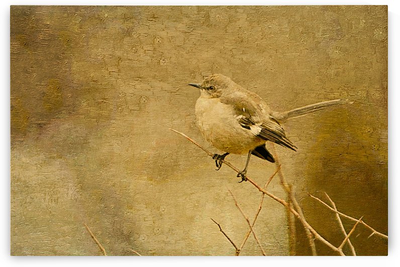 Mockingbird Canvas by Ricky A Richardson 
