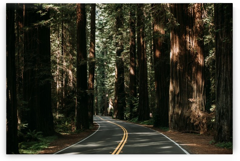 Avenue of the Giants by StephanieAllard