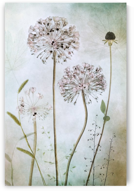 Allium by 1x