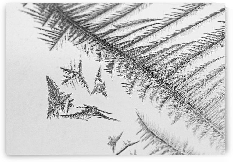 Window Frost by Deb Oppermann