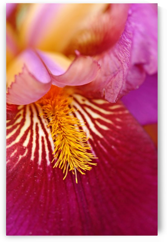 Cherry Delight by Deb Oppermann