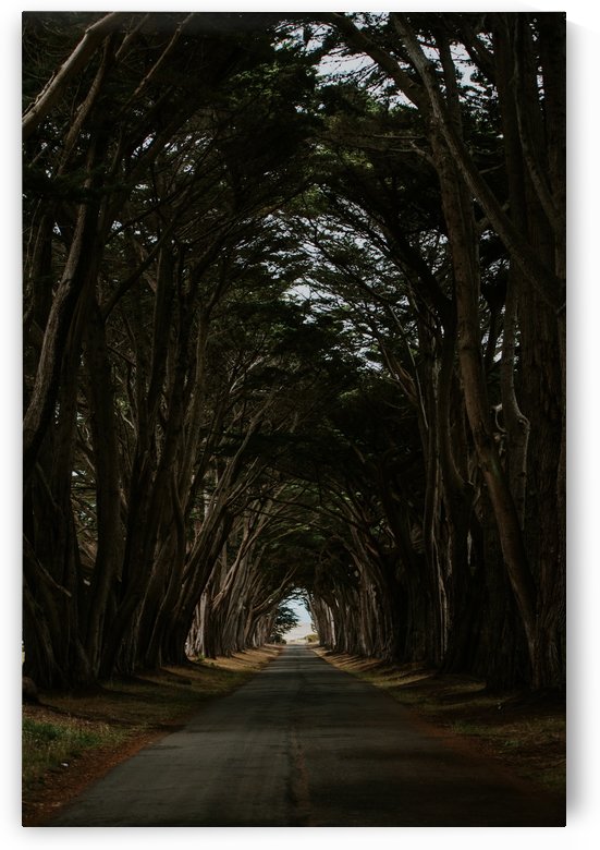 Cypress Tree Tunnel California by StephanieAllard