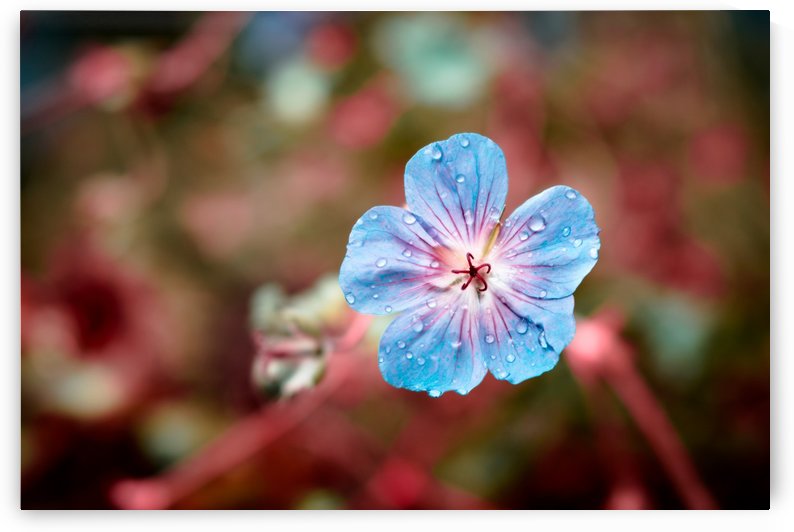 Au matin by Ian Gagné