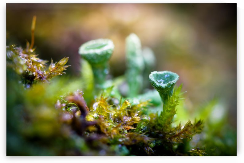 Mousse des bois by Ian Gagné