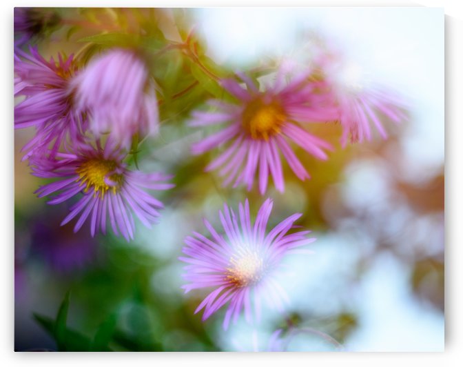 Fleur et ciel by Ian Gagné