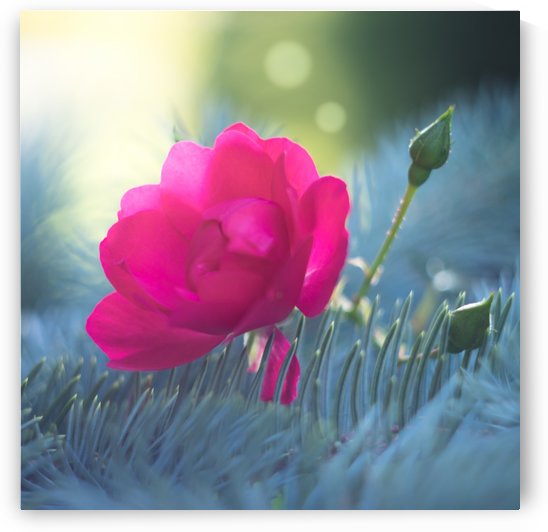 Rose et épines by Ian Gagné