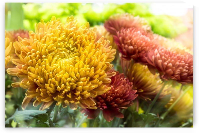 Fleur dorée by Ian Gagné