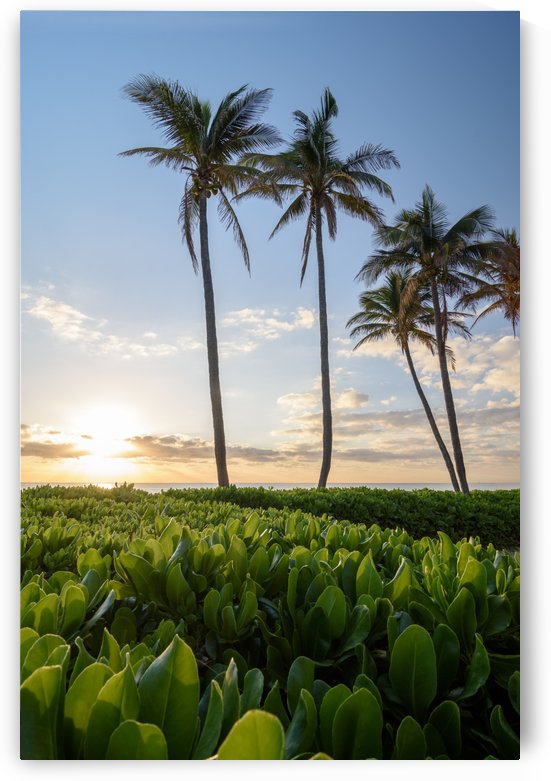 Floride by Ian Gagné